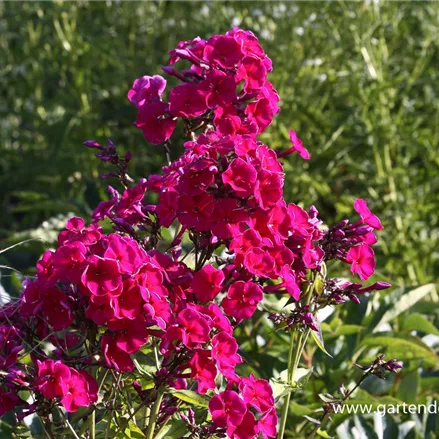 Hohe Flammenblume 'Red Riding Hood'