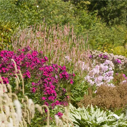 Hohe Flammenblume 'Raving Beauty'