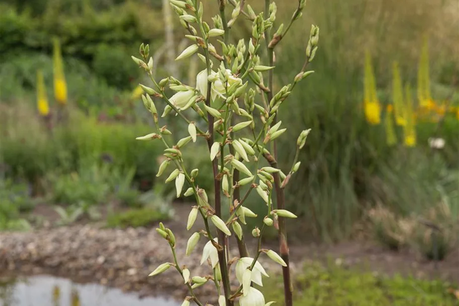 Palmlilie Yucca 1 Liter Topf