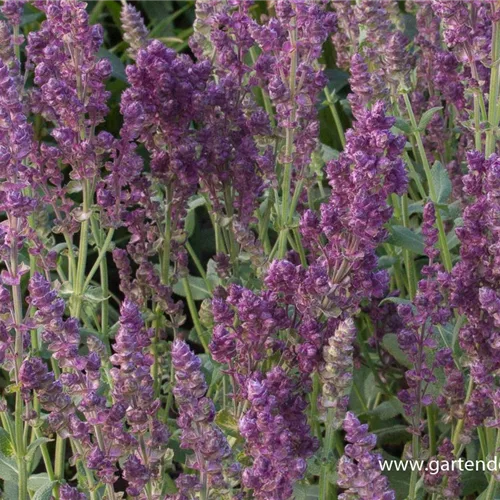 Blüten-Salbei 'Pusztaflamme'