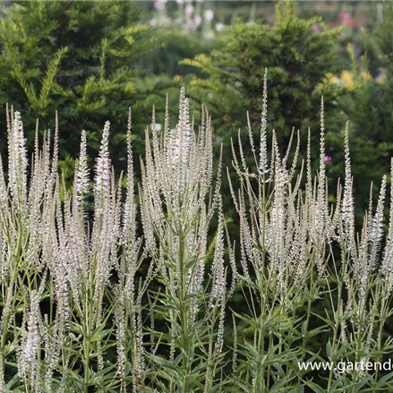 Kandelaberehrenpreis 'Diana' Kandelaberehrenpreis 'Diana'