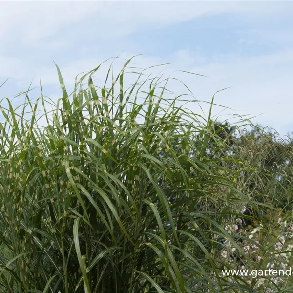 Chinaschilf 'Giraffe'