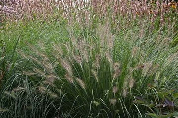 Lampenputzergras 'Hameln' - Pennisetum alopecuroides 'Hameln' Lampenputzergras 'Hameln' - Pennisetum alopecuroides 'Hameln'