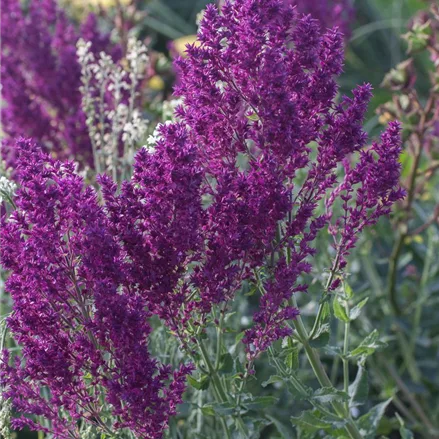 Blüten-Salbei 'Schwellenburg'
