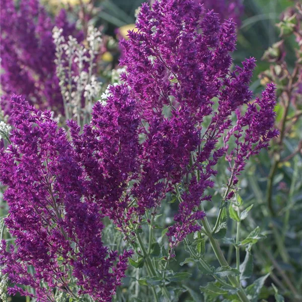 Blüten-Salbei 'Schwellenburg'