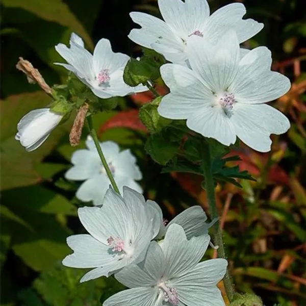 Moschus-Malve 'Alba'