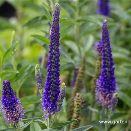 Veronica longifolia 'Marietta' -R-