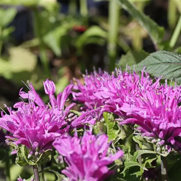 Niedrige Indianernessel 'Petite Delight'