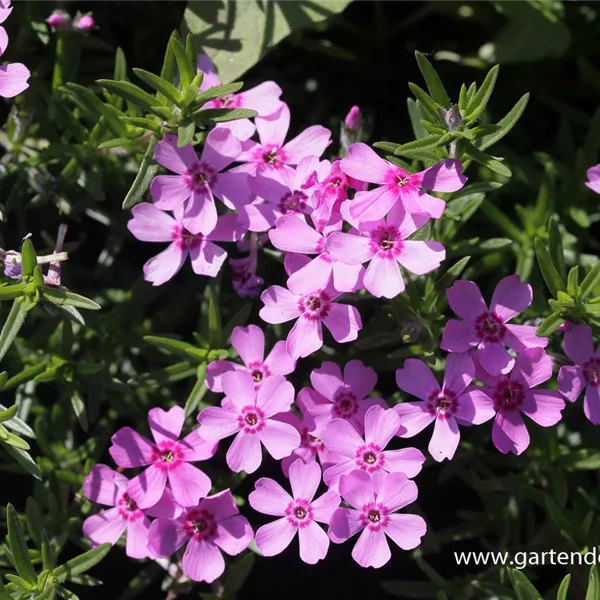 Polster-Flammenblume 'Zwergenteppich'