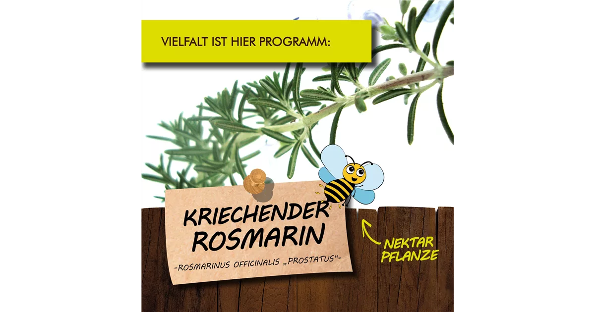port kirschlorbeer Prunus lusitanica / Portugiesischer Kirschlorbeer