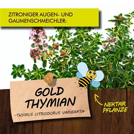 Bio Goldthymian