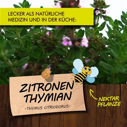 Bio Zitronenthymian