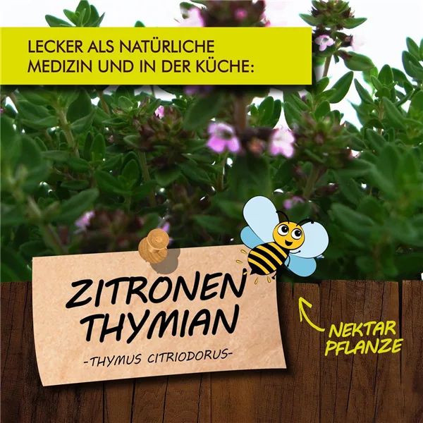 Bio Zitronenthymian