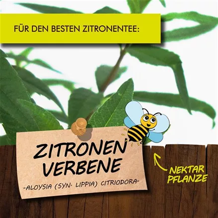 Bio Zitronenverbene
