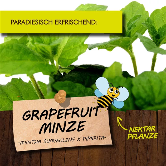 Grapefruit-Minze Pflanze (Mentha Suaveolens X Piperita), Winterhart - Frische Kräuter Für Garten & Balkon