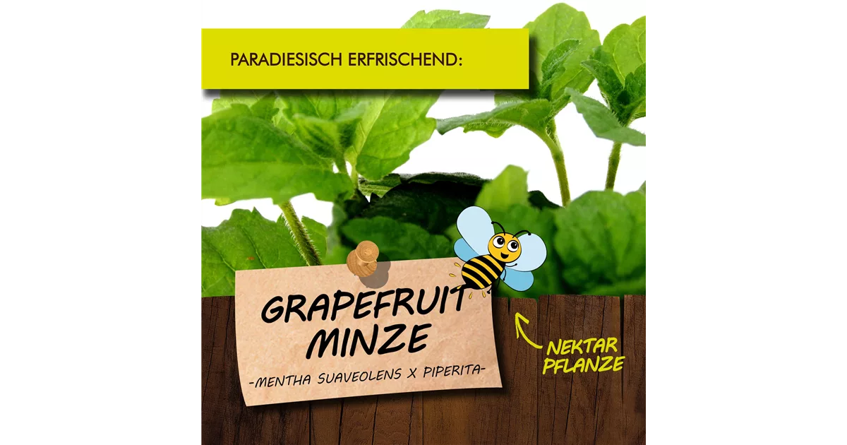 Grapefruitminze – Mentha suaveolens x piperita – Gärtnerei – Online-Kräuterversand – Evi Gampl Grapefruitminze – Mentha suaveolens x piperita – Gärtnerei – Online-Kräuterversand – Evi Gampl