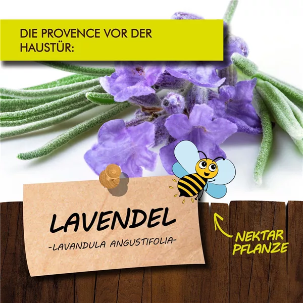 Bio Lavendel - Lavandula angustifolia Bio Lavendel - Lavandula angustifolia