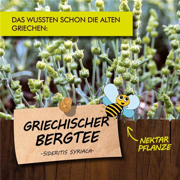 Bio Griechischer Bergtee
