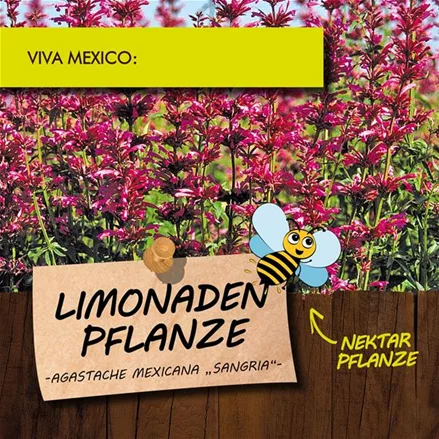 Bio Limonadenpflanze Bio Limonadenpflanze