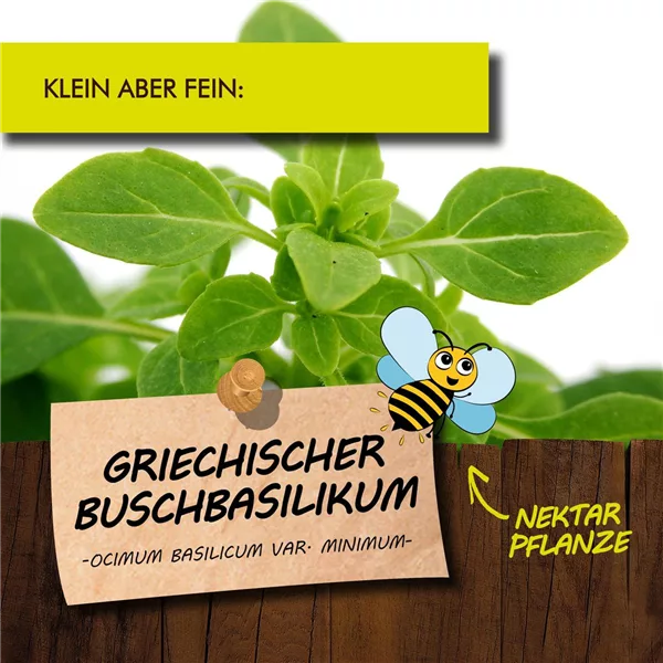 Bio Griechisches Buschbasilikum
