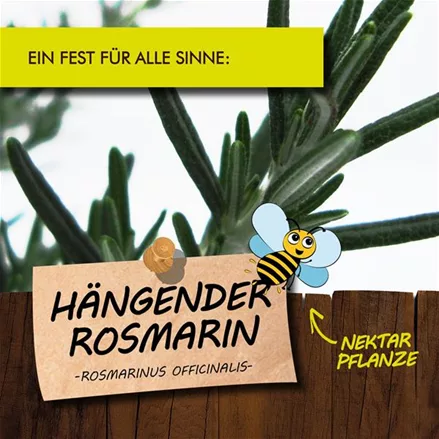 Bio Hängender Rosmarin