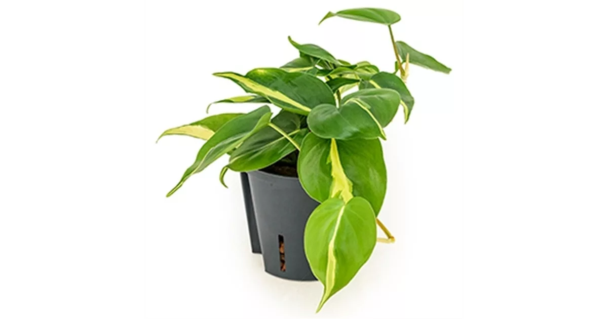 welche bananenpflanze ist winterhart Bananenpflanze Musa Basjoo  4 Pflanzen  Winterhart  Topf 12 cm,