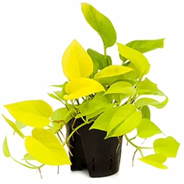farn katze ungiftig Green Lady Farn