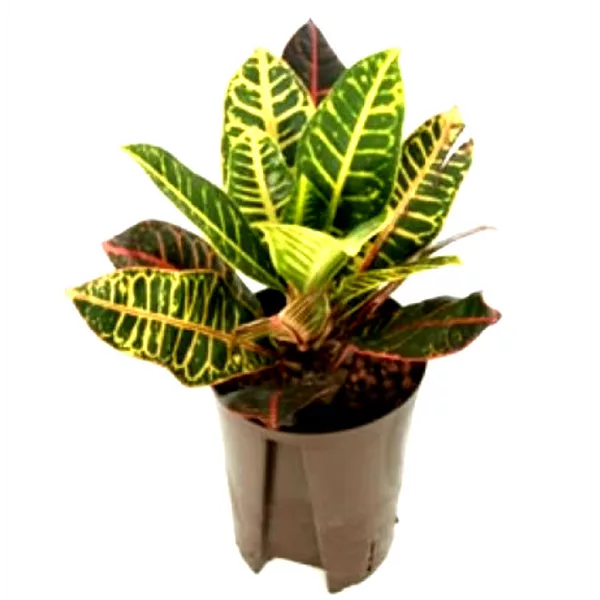 Wunderstrauch Croton 'Petra'