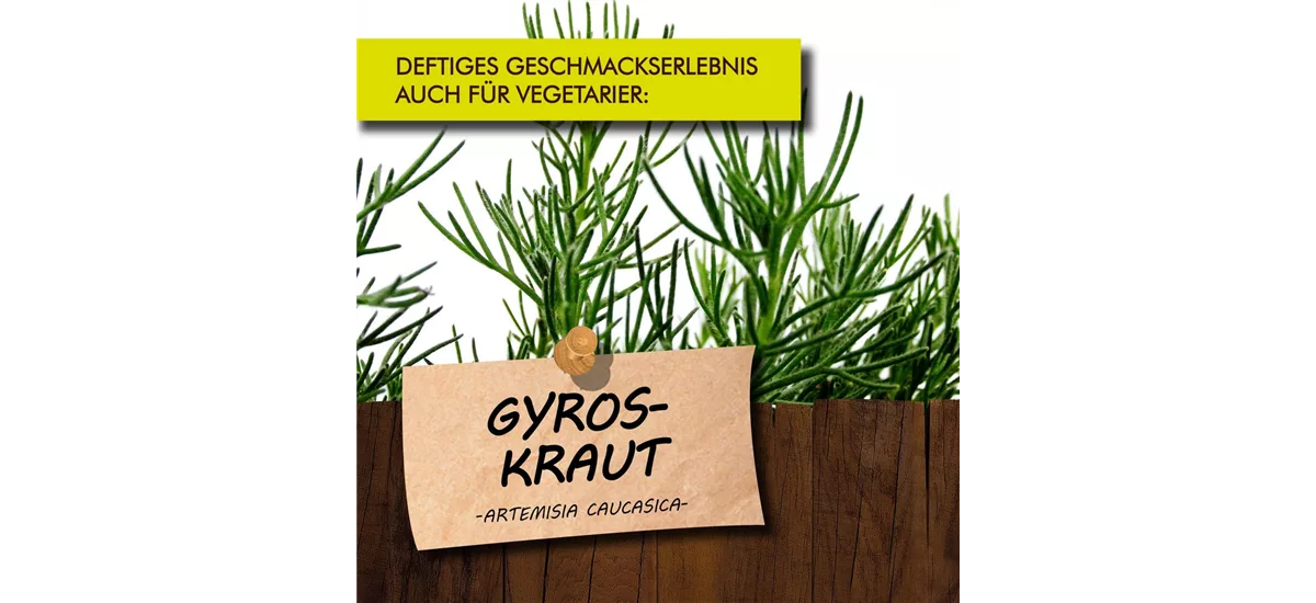 Bio Gyros-Kraut Kräutertopf 12 cm Gyros-Kraut