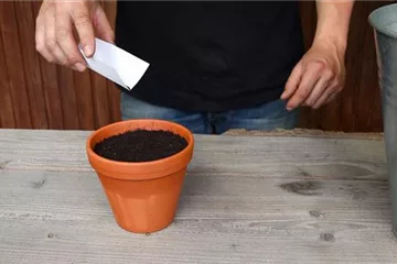 Oregano - Aussäen von Samen Oregano - Aussäen von Samen