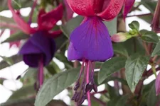 Fuchsie Bella Fuchsia® 12 cm Topf