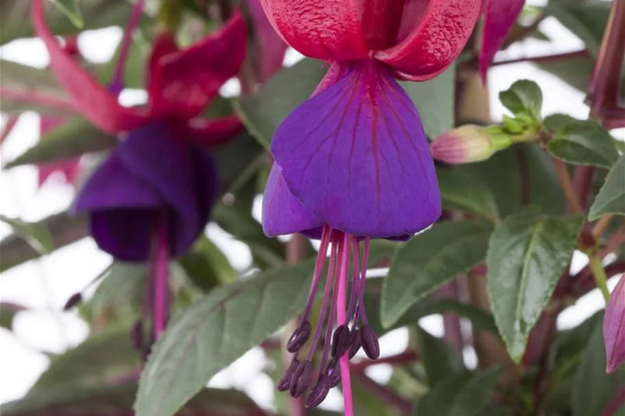 Fuchsie Bella Fuchsia® 12 cm Topf