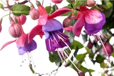 Fuchsie Bella Fuchsia® 12 cm Topf