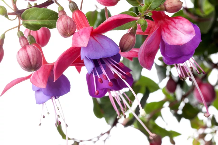 Fuchsie Bella Fuchsia® 12 cm Topf