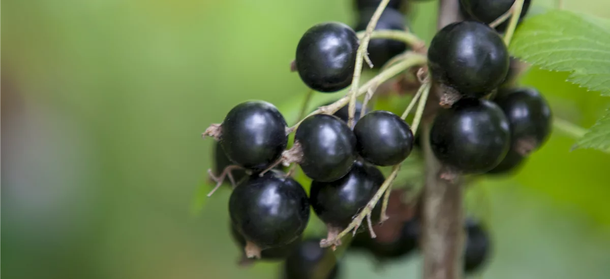 Schwarze Johannisbeere 'Bona'(s) Busch, Topfgröße 3,5 Liter