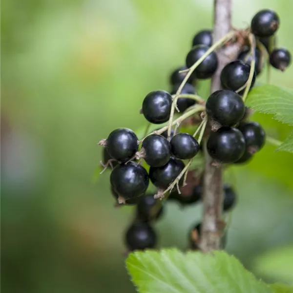 Schwarze Johannisbeere 'Bona'(s)