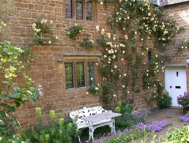 Blühende Kletterrose an einer Hauswand neben einer Gartenbank