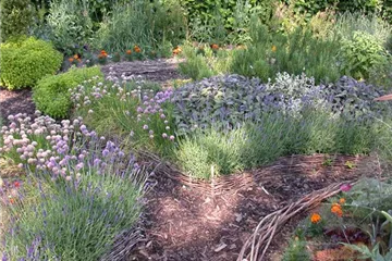 Frische Kräuter im eigenen Garten für die Küche Frische Kräuter im eigenen Garten für die Küche