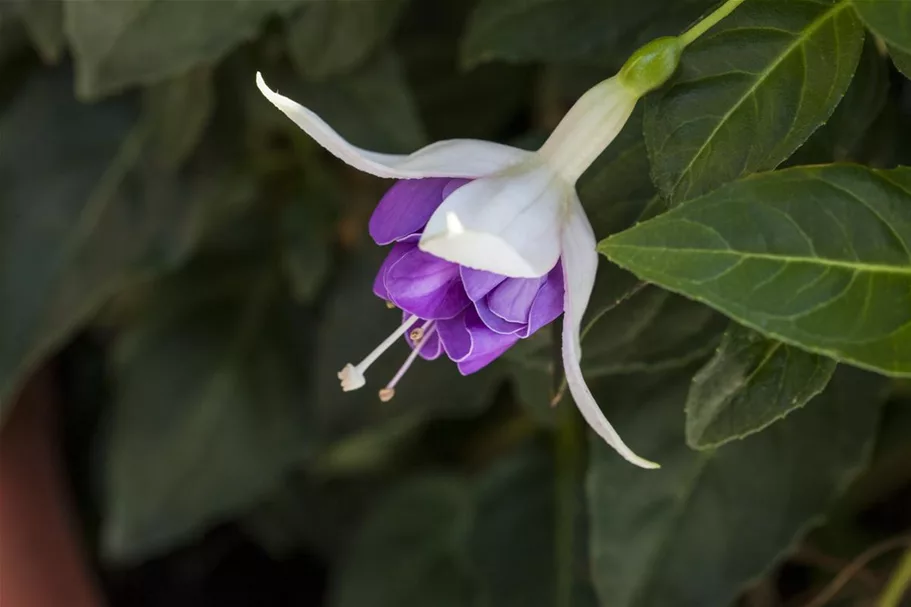 Fuchsie Bella Fuchsia® 12 cm Topf