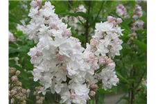 Gewöhnlicher Flieder 'Beauty of Moscow' 3,5 Liter Topf