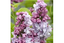 Edelflieder 'Katharine Havemeyer' 3,5 Liter Topf