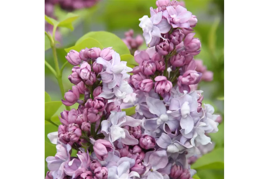 Edelflieder 'Katharine Havemeyer' 3,5 Liter Topf