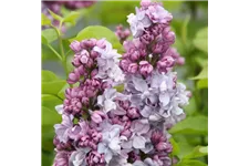 Edelflieder 'Katharine Havemeyer' 3,5 Liter Topf