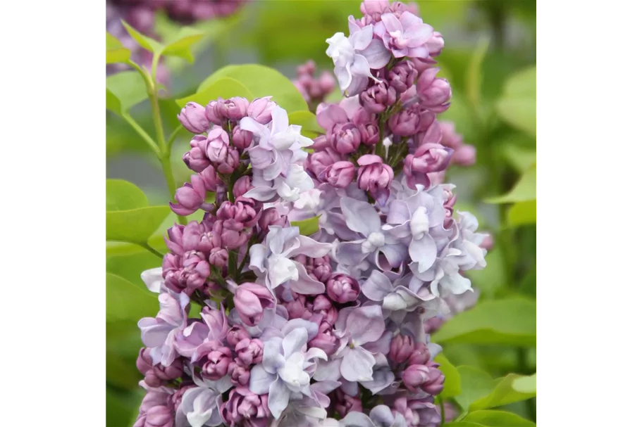 Edelflieder 'Katharine Havemeyer' 3,5 Liter Topf