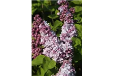 Edelflieder 'Katharine Havemeyer' 3,5 Liter Topf