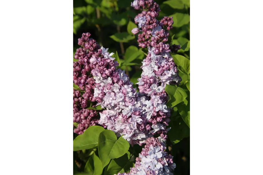 Edelflieder 'Katharine Havemeyer' 3,5 Liter Topf