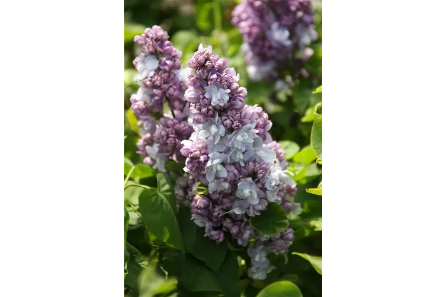 Edelflieder 'Katharine Havemeyer' 3,5 Liter Topf