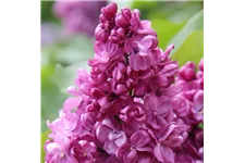 Edelflieder 'Prince Wolkonsky' 3,5 Liter Topf
