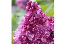Edelflieder 'Prince Wolkonsky' 3,5 Liter Topf