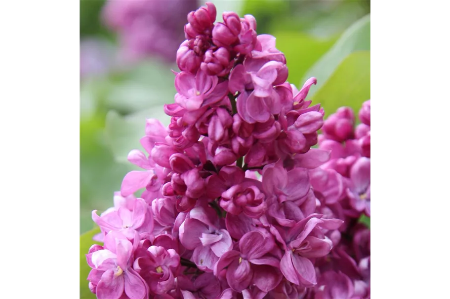 Edelflieder 'Prince Wolkonsky' 3,5 Liter Topf